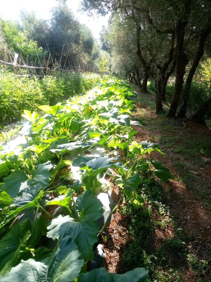 Apartmán Az.Agricola Agriturismo La Locanda Di Lann Fucecchio Exteriér fotografie