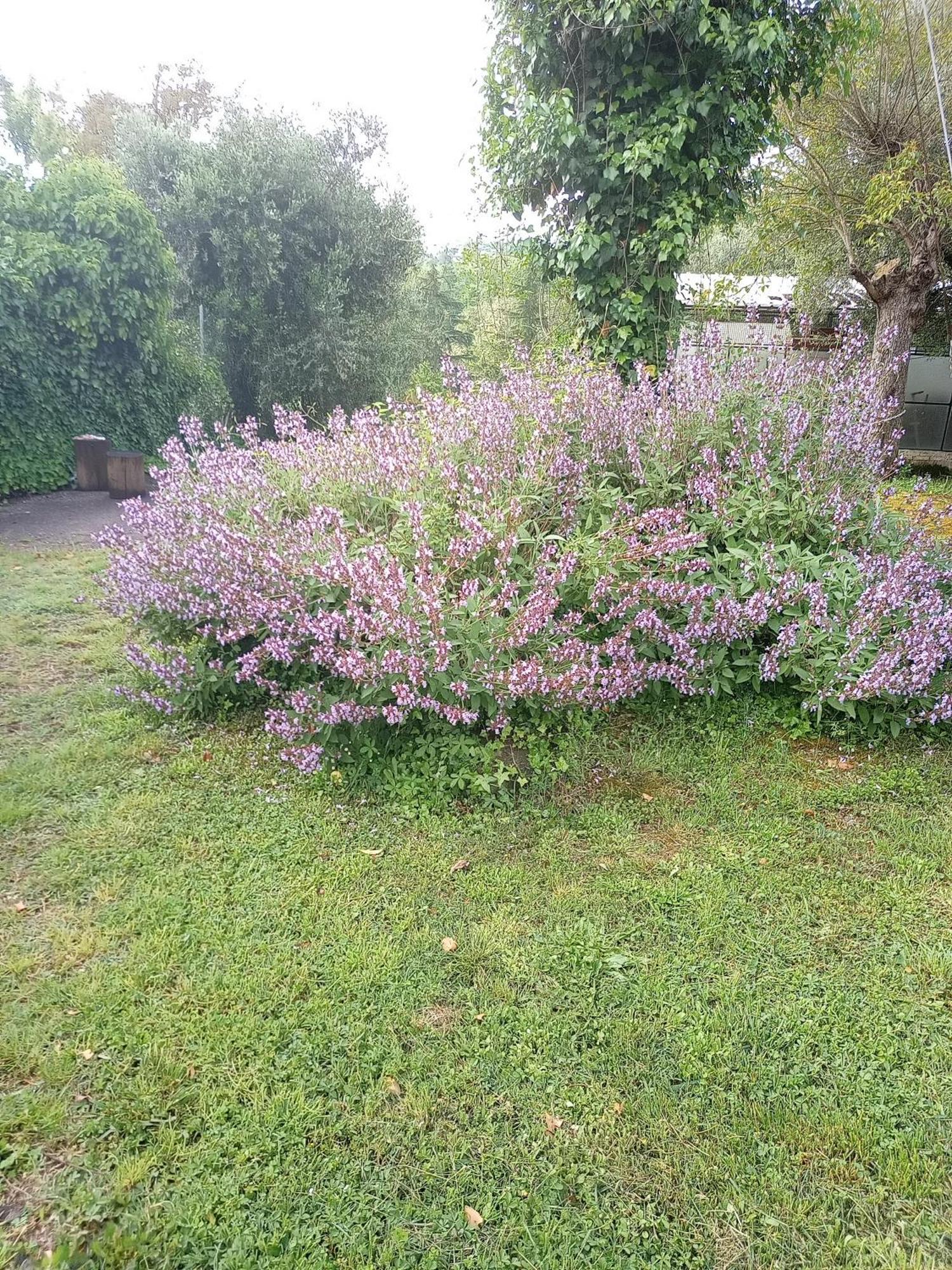Apartmán Az.Agricola Agriturismo La Locanda Di Lann Fucecchio Exteriér fotografie