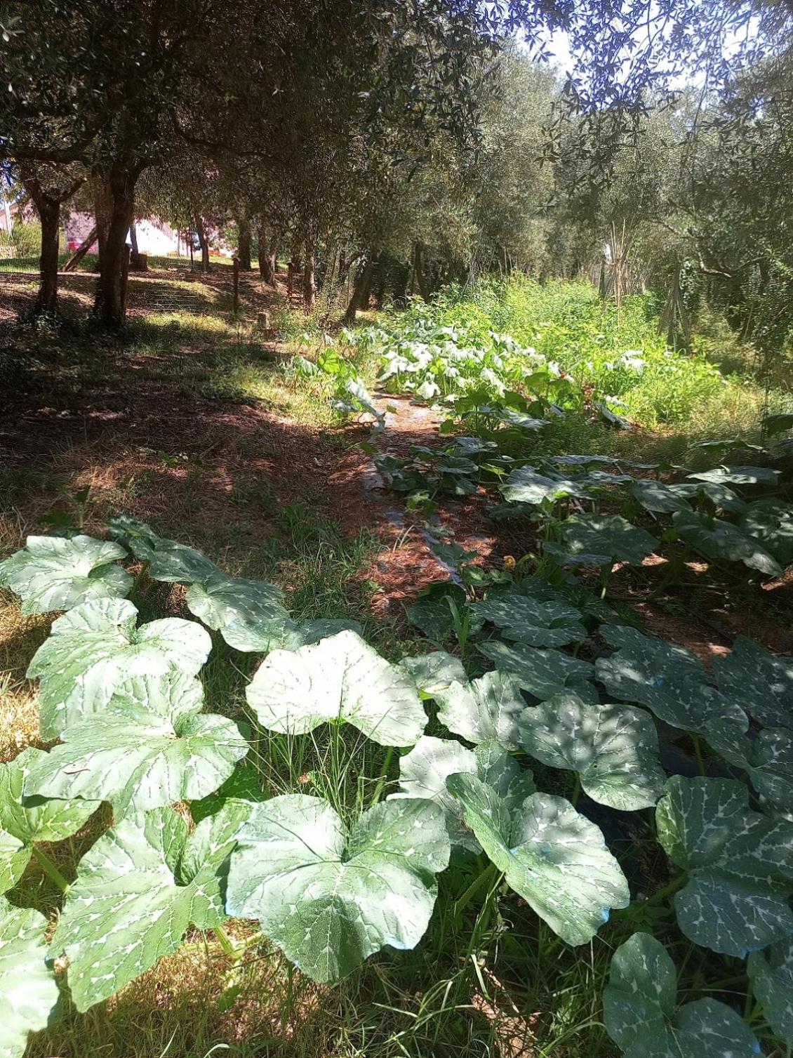Apartmán Az.Agricola Agriturismo La Locanda Di Lann Fucecchio Exteriér fotografie